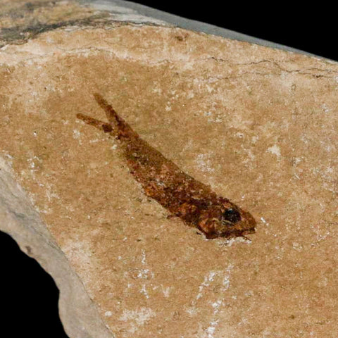 0.8" Hemisaurida Fossil Fish Plate Cretaceous Dinosaur Age Hakel Lebanon - Fossil Age Minerals