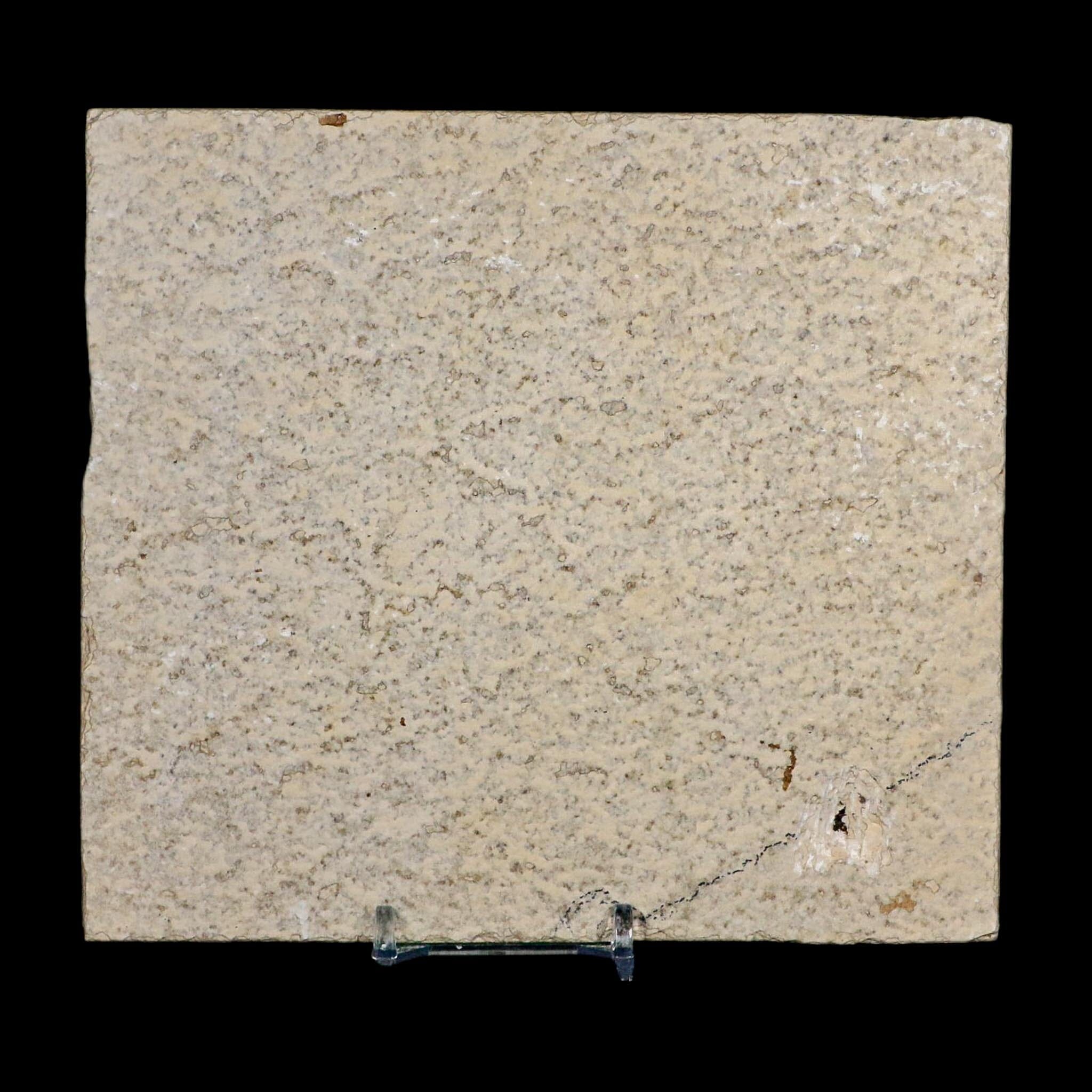 4.3" Diplomystus Dentatus Fossil Fish Green River FM WY Eocene Age COA, Stand - Fossil Age Minerals