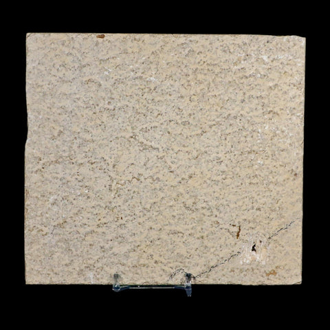 4.3" Diplomystus Dentatus Fossil Fish Green River FM WY Eocene Age COA, Stand