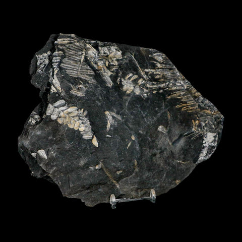 8.6" Alethopteris Fern Plant Leaf Fossil Carboniferous Age Llewellyn FM ST Clair, PA - Fossil Age Minerals