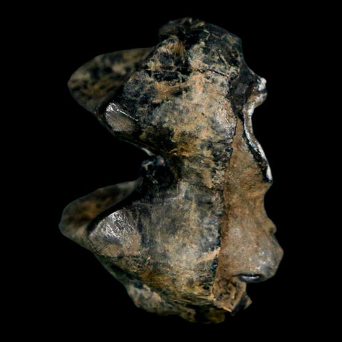 1.1" Tapir Tapirus Veroensis Fossil Tooth Pleistocene Age Withlacoochee River FL Display - Fossil Age Minerals