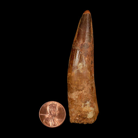 XL 3.1" Spinosaurus Fossil Tooth 100 Million Years Old Cretaceous Dinosaur COA