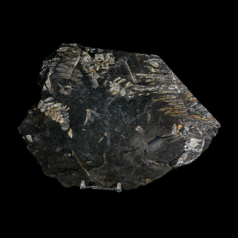 8.6" Alethopteris Fern Plant Leaf Fossil Carboniferous Age Llewellyn FM ST Clair, PA - Fossil Age Minerals