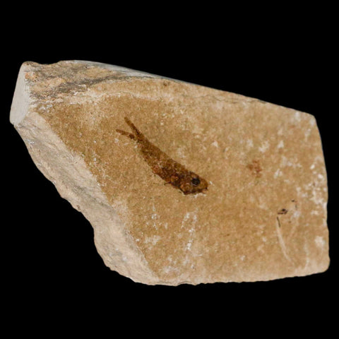 0.8" Hemisaurida Fossil Fish Plate Cretaceous Dinosaur Age Hakel Lebanon - Fossil Age Minerals