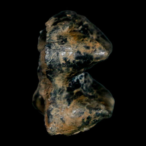 1.1" Tapir Tapirus Veroensis Fossil Tooth Pleistocene Age Withlacoochee River FL Display - Fossil Age Minerals