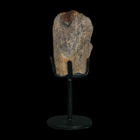 2.8" Triceratops Fossil Limb Bone Hell Creek FM Cretaceous Dinosaur MT COA Stand - Fossil Age Minerals