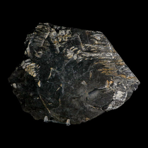 8.6" Alethopteris Fern Plant Leaf Fossil Carboniferous Age Llewellyn FM ST Clair, PA - Fossil Age Minerals