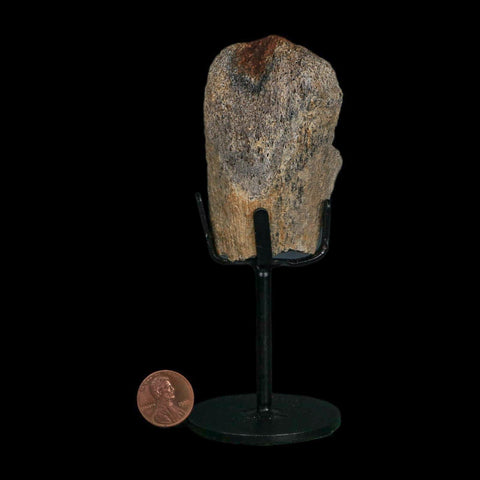 2.8" Triceratops Fossil Limb Bone Hell Creek FM Cretaceous Dinosaur MT COA Stand - Fossil Age Minerals