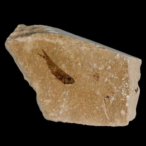 0.8" Hemisaurida Fossil Fish Plate Cretaceous Dinosaur Age Hakel Lebanon - Fossil Age Minerals