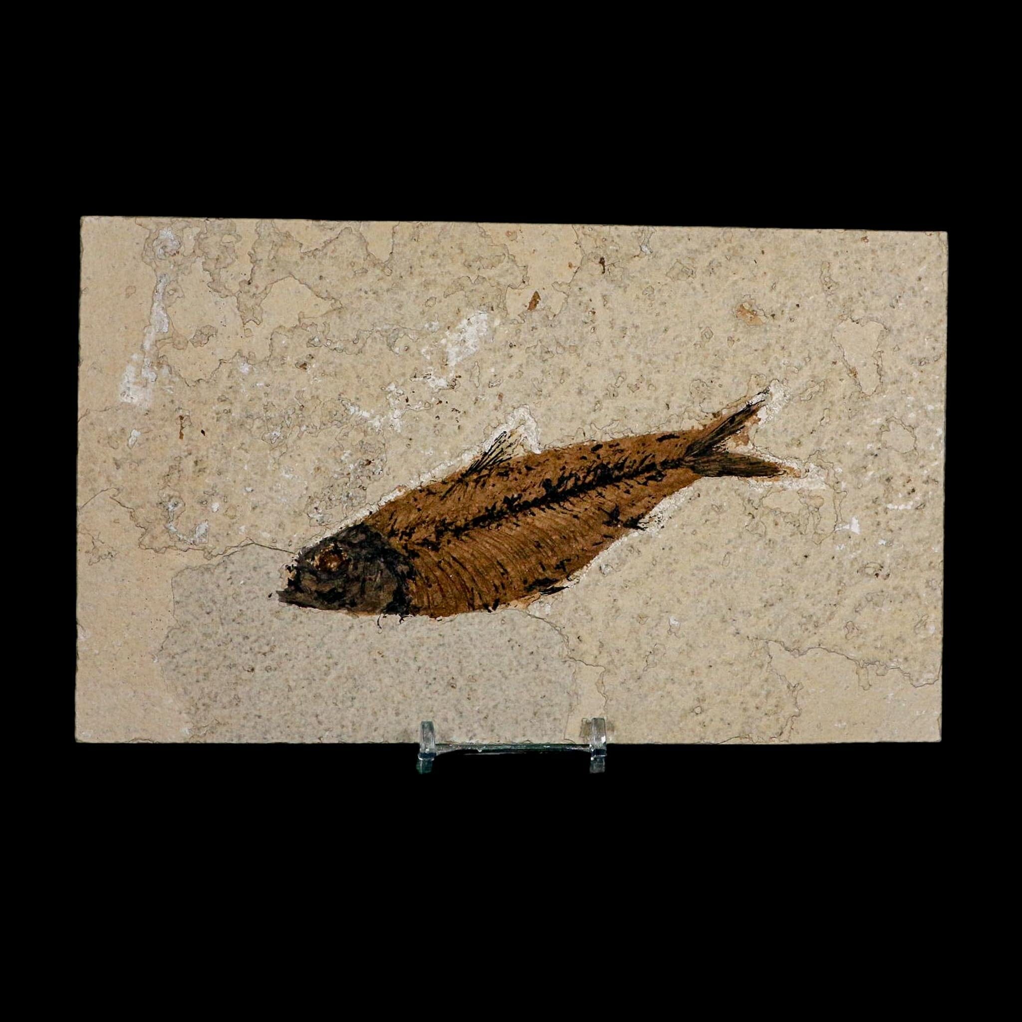 XL 4.9" Knightia Eocaena Fossil Fish Green River FM WY Eocene Age COA And Stand - Fossil Age Minerals