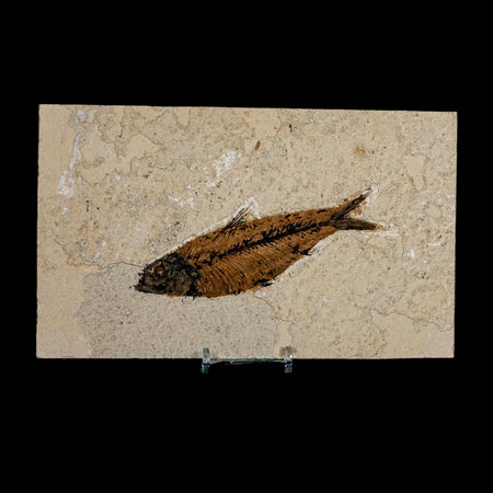 XL 4.9" Knightia Eocaena Fossil Fish Green River FM WY Eocene Age COA And Stand