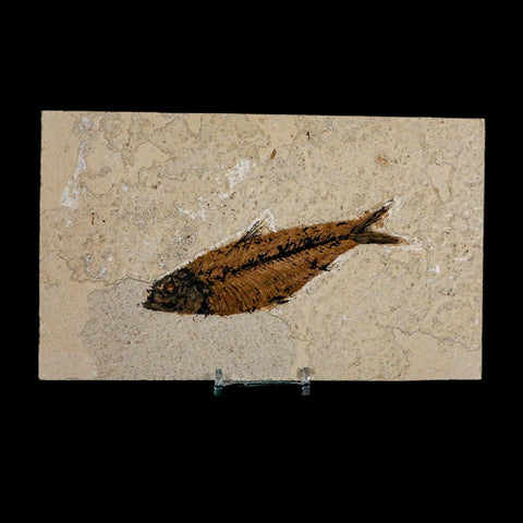 XL 4.9" Knightia Eocaena Fossil Fish Green River FM WY Eocene Age COA And Stand