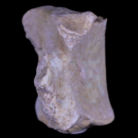 1" Oreodont Merycoidodon Fossil Vertebrae Bone Oligocene Age Badlands SD COA - Fossil Age Minerals