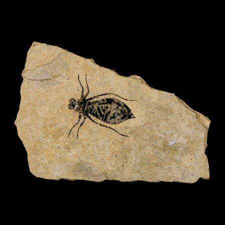 0.7" Dragonfly Larvae Fossil Libellula Doris Plate Upper Miocene Piemont Italy Display