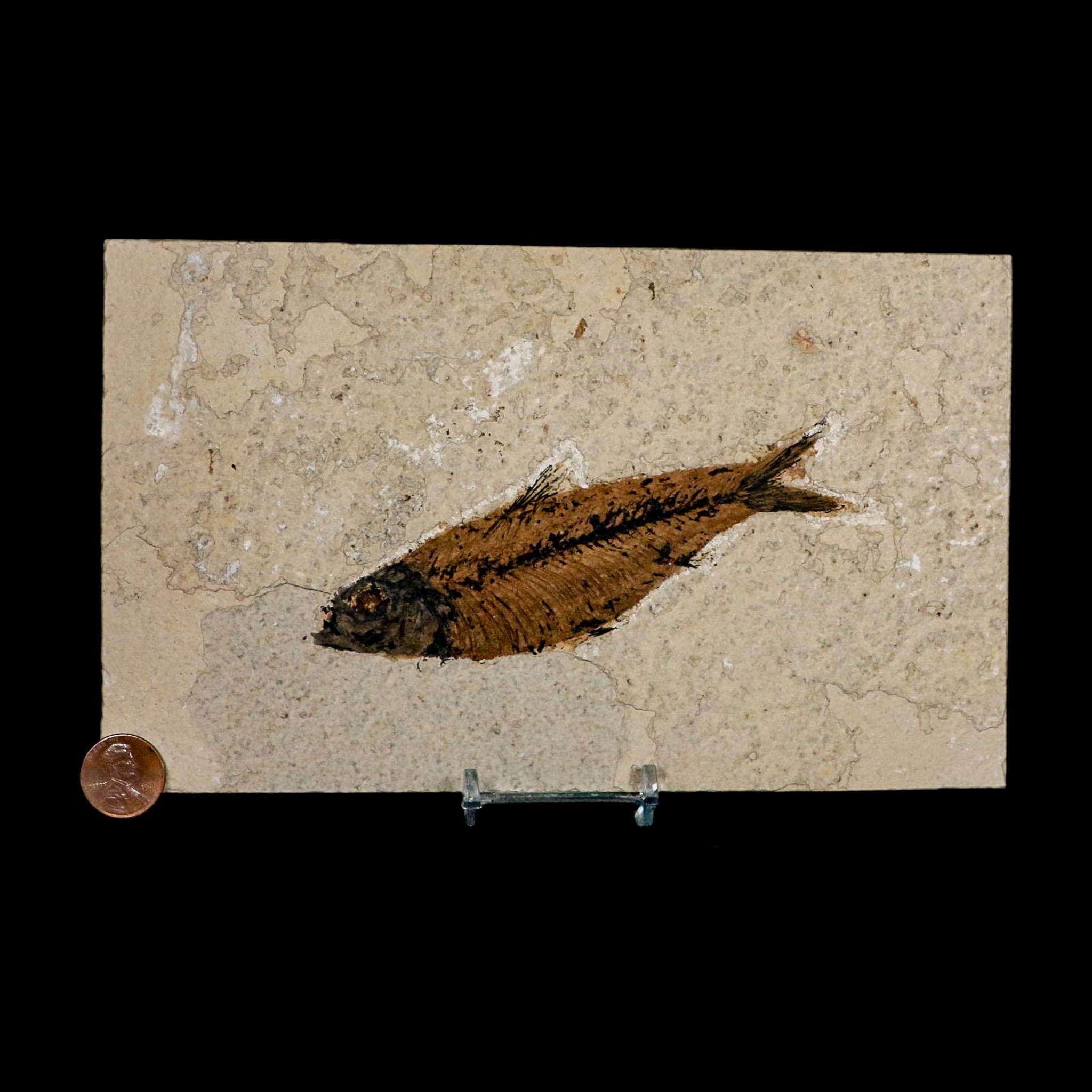 XL 4.9" Knightia Eocaena Fossil Fish Green River FM WY Eocene Age COA And Stand - Fossil Age Minerals