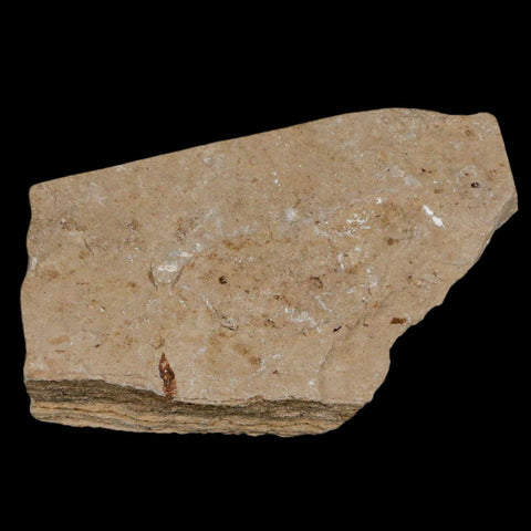 0.8" Hemisaurida Fossil Fish Plate Cretaceous Dinosaur Age Hakel Lebanon - Fossil Age Minerals