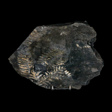 8.6" Alethopteris Fern Plant Leaf Fossil Carboniferous Age Llewellyn FM ST Clair, PA