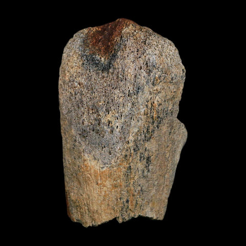 2.8" Triceratops Fossil Limb Bone Hell Creek FM Cretaceous Dinosaur MT COA Stand - Fossil Age Minerals