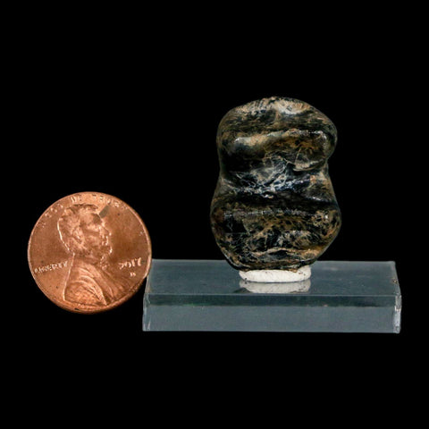 1.1" Tapir Tapirus Veroensis Fossil Tooth Pleistocene Age Withlacoochee River FL Display - Fossil Age Minerals