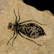 0.7" Dragonfly Larvae Fossil Libellula Doris Plate Upper Miocene Piemont Italy Display