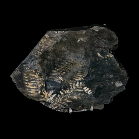 8.6" Alethopteris Fern Plant Leaf Fossil Carboniferous Age Llewellyn FM ST Clair, PA - Fossil Age Minerals