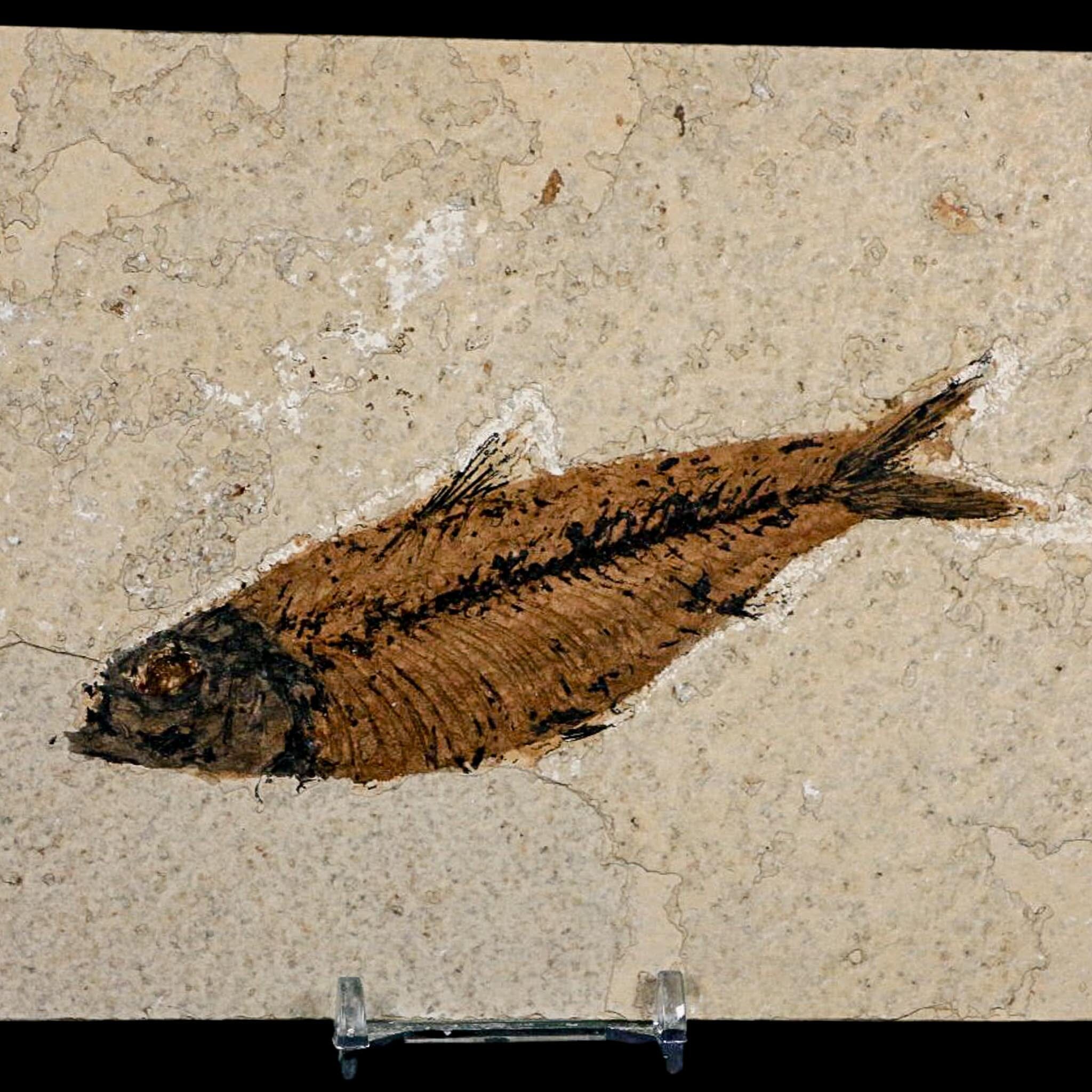 XL 4.9" Knightia Eocaena Fossil Fish Green River FM WY Eocene Age COA And Stand - Fossil Age Minerals