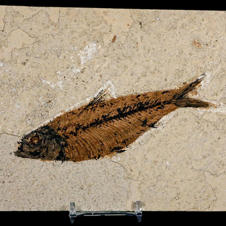 XL 4.9" Knightia Eocaena Fossil Fish Green River FM WY Eocene Age COA And Stand