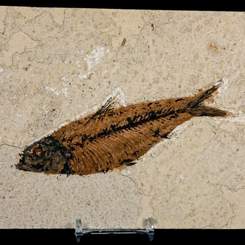 XL 4.9" Knightia Eocaena Fossil Fish Green River FM WY Eocene Age COA And Stand