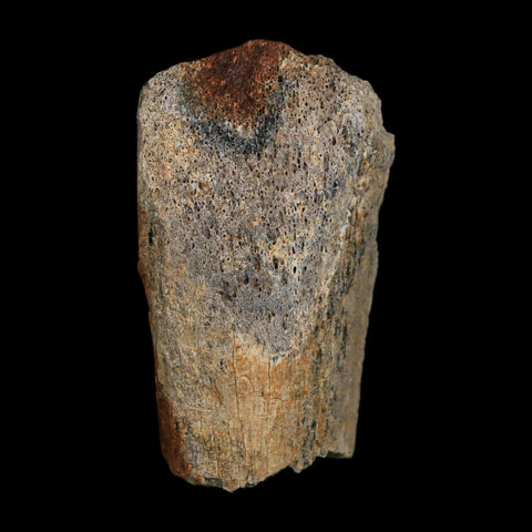 2.8" Triceratops Fossil Limb Bone Hell Creek FM Cretaceous Dinosaur MT COA Stand - Fossil Age Minerals