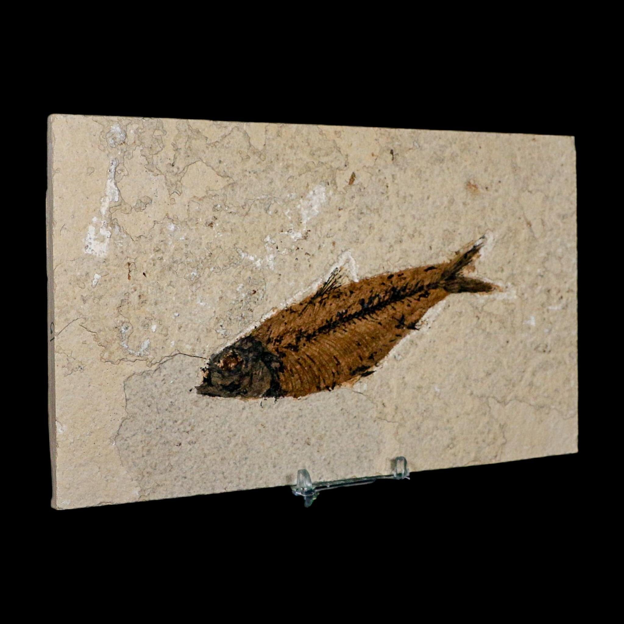 XL 4.9" Knightia Eocaena Fossil Fish Green River FM WY Eocene Age COA And Stand - Fossil Age Minerals