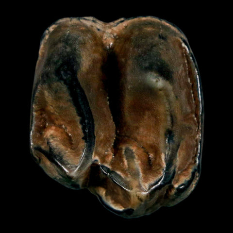 1" Tapir Tapirus Veroensis Fossil Tooth Pleistocene Age Withlacoochee River FL Display - Fossil Age Minerals