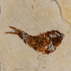Ctenothrissa Fossil Fish