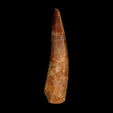 XL 3.1" Spinosaurus Fossil Tooth 100 Million Years Old Cretaceous Dinosaur COA
