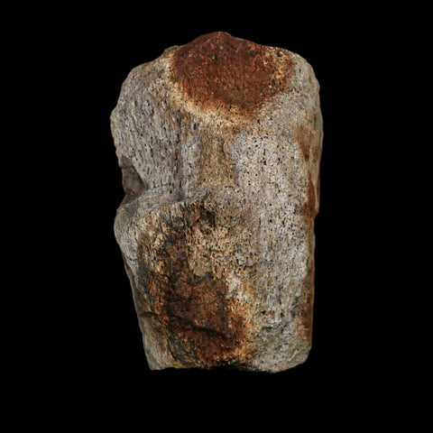 2.8" Triceratops Fossil Limb Bone Hell Creek FM Cretaceous Dinosaur MT COA Stand - Fossil Age Minerals