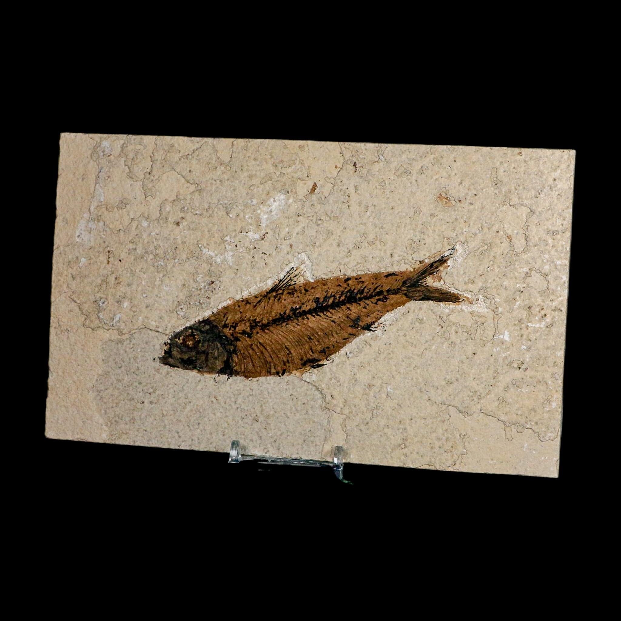 XL 4.9" Knightia Eocaena Fossil Fish Green River FM WY Eocene Age COA And Stand - Fossil Age Minerals