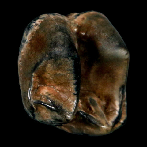 1" Tapir Tapirus Veroensis Fossil Tooth Pleistocene Age Withlacoochee River FL Display - Fossil Age Minerals