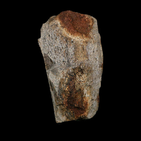 2.8" Triceratops Fossil Limb Bone Hell Creek FM Cretaceous Dinosaur MT COA Stand - Fossil Age Minerals