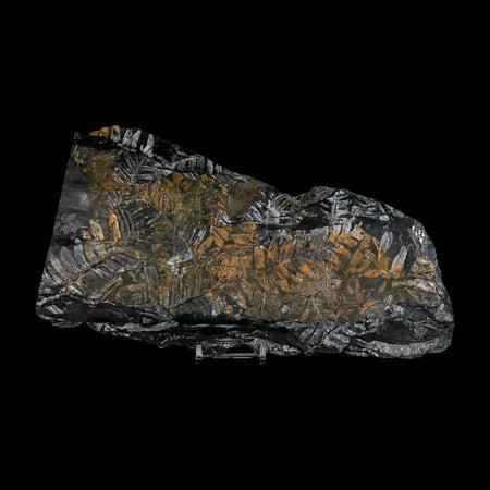 10.1" Alethopteris Fern Plant Leaf Fossil Carboniferous Age Llewellyn FM ST Clair, PA