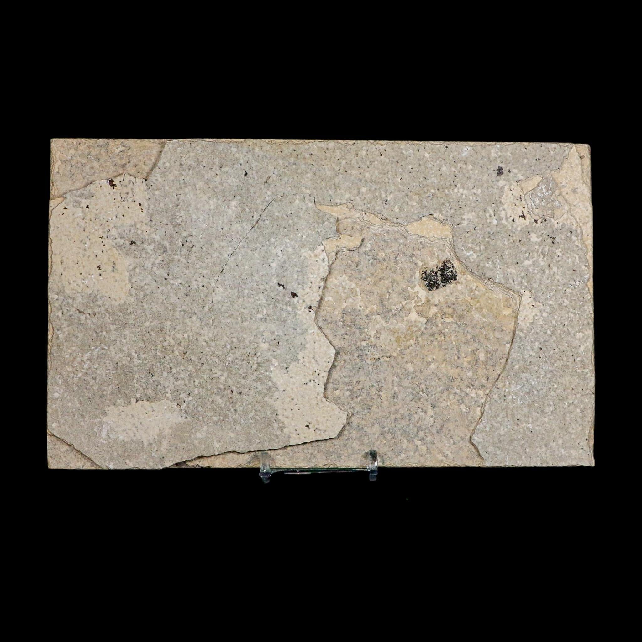 XL 4.9" Knightia Eocaena Fossil Fish Green River FM WY Eocene Age COA And Stand - Fossil Age Minerals