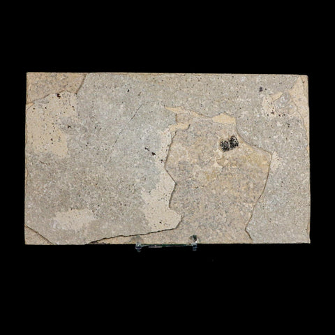 XL 4.9" Knightia Eocaena Fossil Fish Green River FM WY Eocene Age COA And Stand