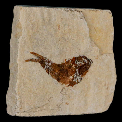 1.3" Ctenothrissa Fossil Fish Plate Cretaceous Dinosaur Age Hakel Lebanon - Fossil Age Minerals