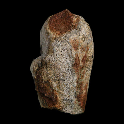 2.8" Triceratops Fossil Limb Bone Hell Creek FM Cretaceous Dinosaur MT COA Stand - Fossil Age Minerals