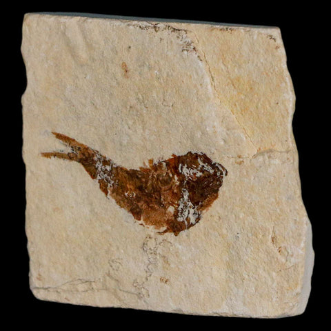1.3" Ctenothrissa Fossil Fish Plate Cretaceous Dinosaur Age Hakel Lebanon - Fossil Age Minerals