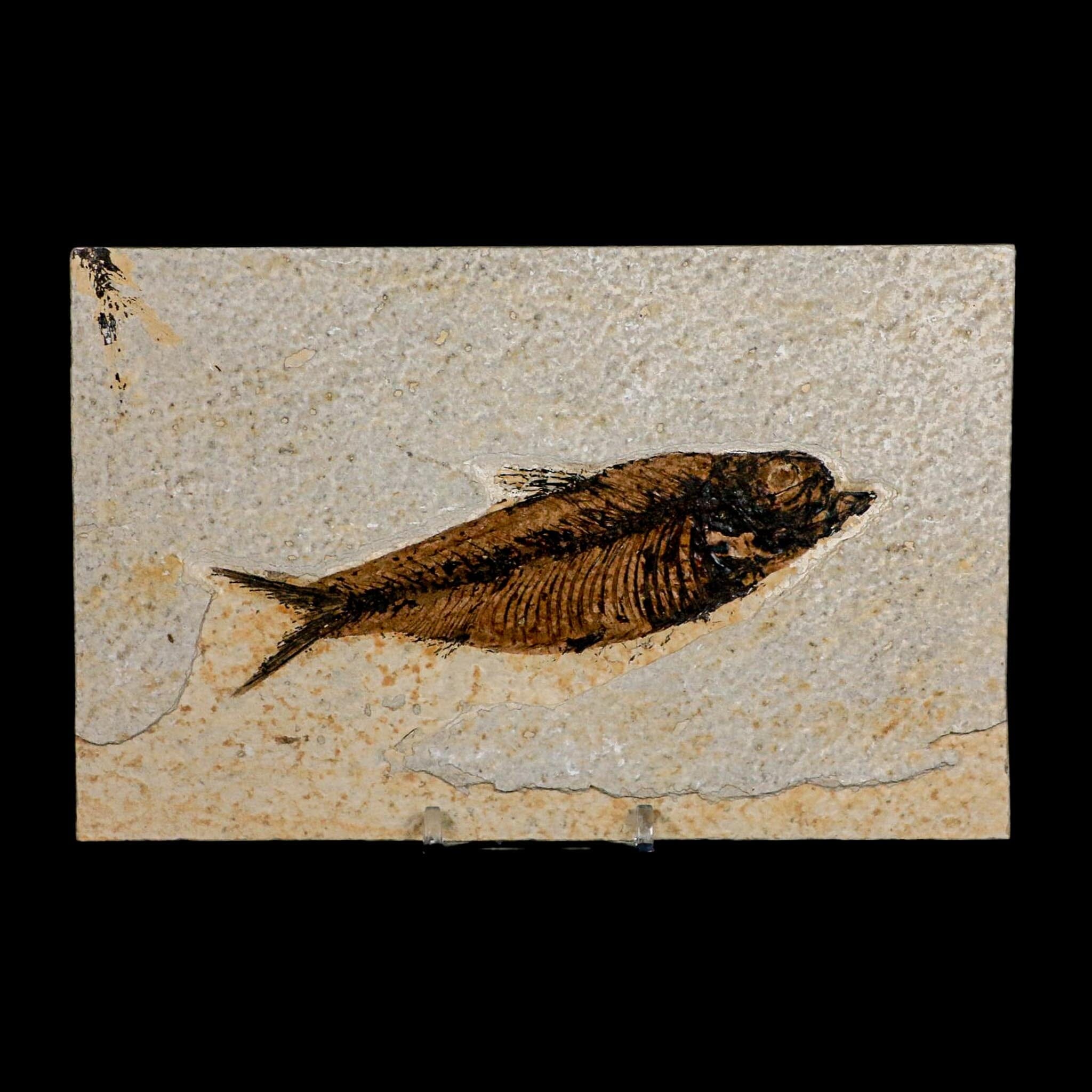 XXL 5" Knightia Eocaena Fossil Fish Green River FM WY Eocene Age COA And Stand - Fossil Age Minerals