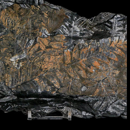 10.1" Alethopteris Fern Plant Leaf Fossil Carboniferous Age Llewellyn FM ST Clair, PA