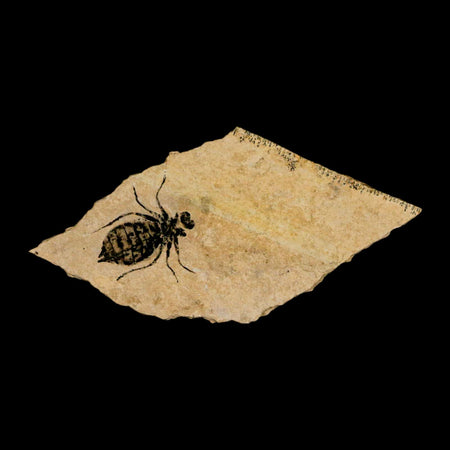 0.7" Dragonfly Larvae Fossil Libellula Doris Plate Upper Miocene Piemont Italy Display