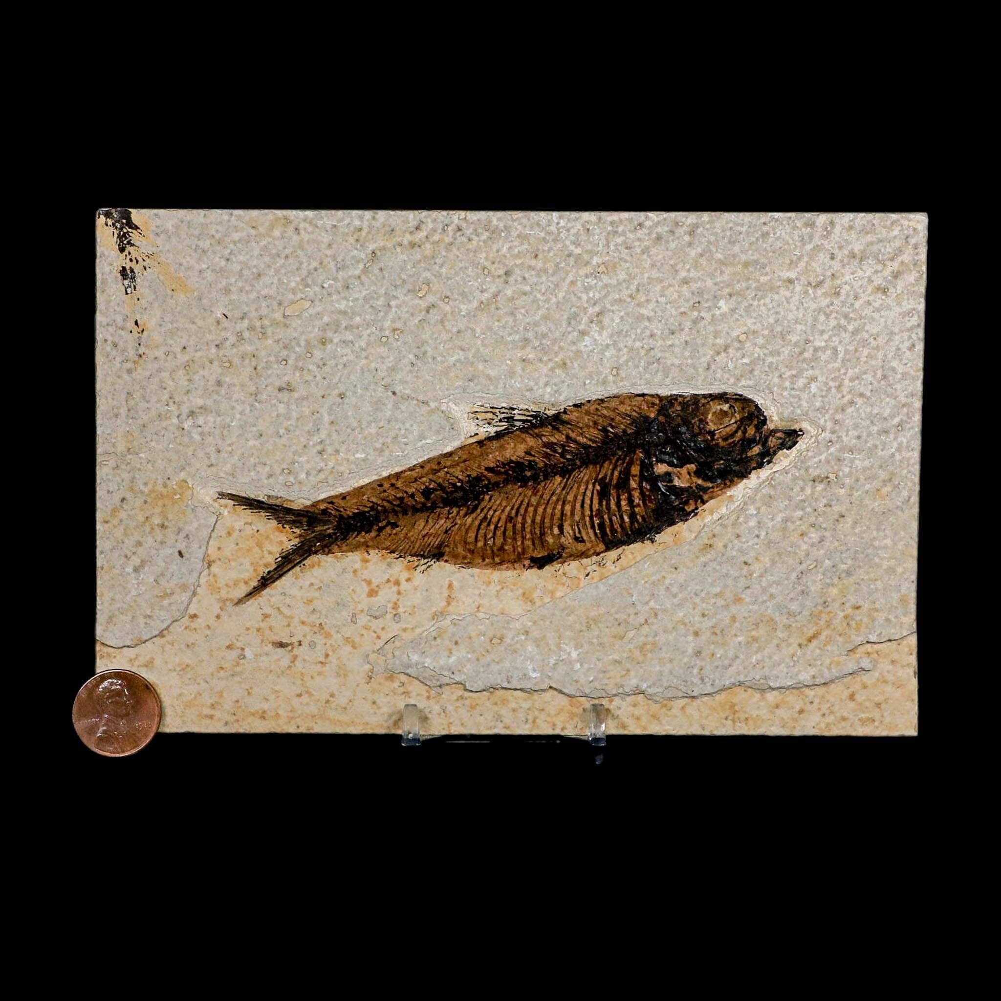 XXL 5" Knightia Eocaena Fossil Fish Green River FM WY Eocene Age COA And Stand - Fossil Age Minerals