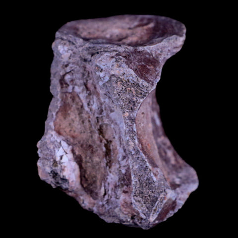 1.3" Oreodont Merycoidodon Fossil Vertebrae Bone Oligocene Age Badlands SD COA - Fossil Age Minerals