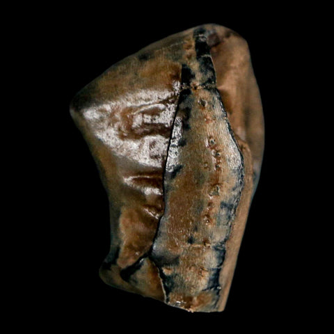 1" Tapir Tapirus Veroensis Fossil Tooth Pleistocene Age Withlacoochee River FL Display - Fossil Age Minerals