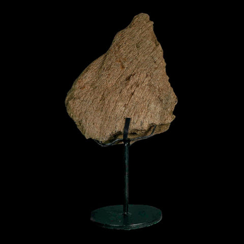 6" Triceratops Fossil Frill Blood Groves Hell Creek FM Cretaceous Dinosaur MT COA Stand - Fossil Age Minerals